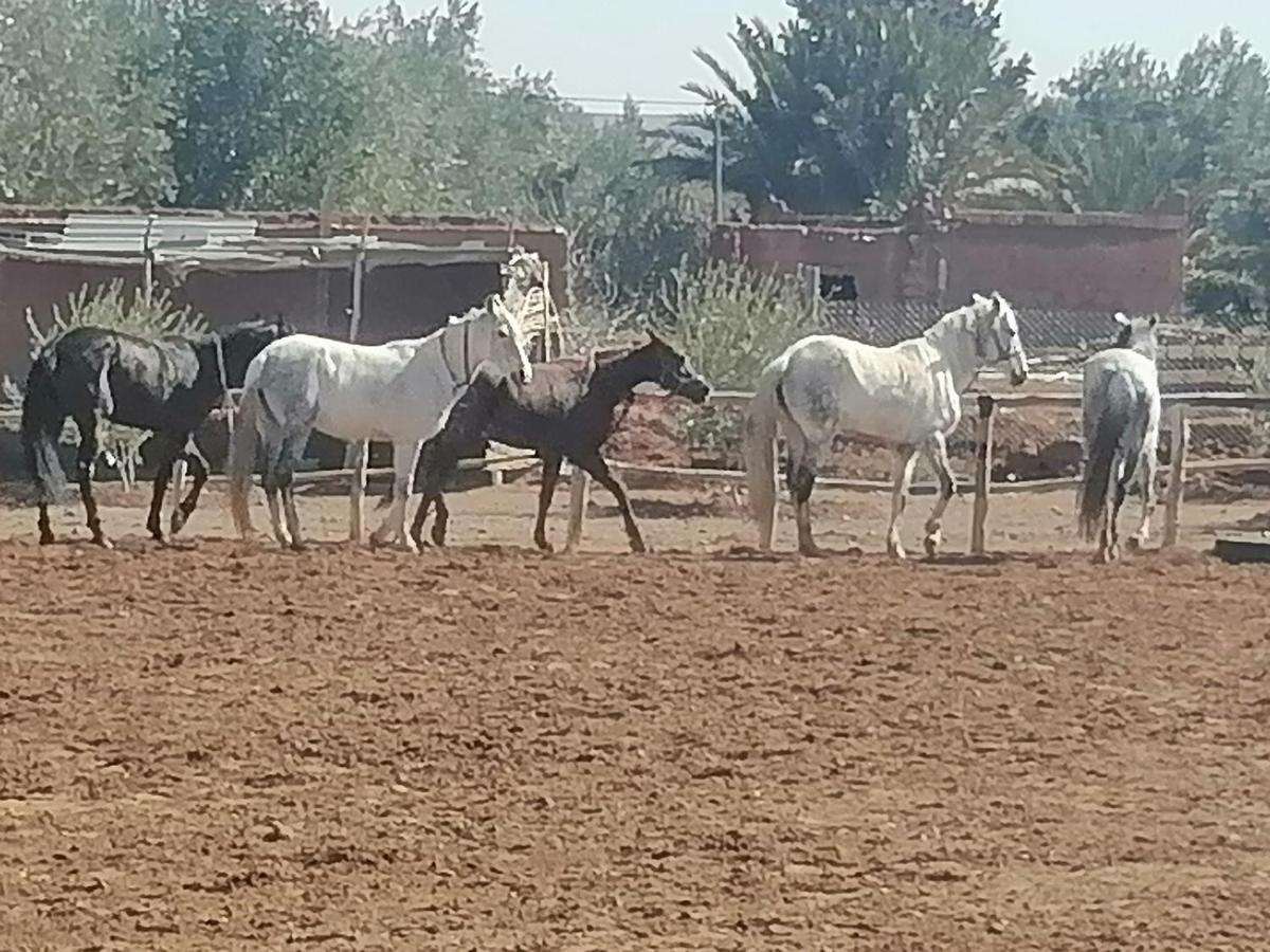 Dar Alfourssane Ferme D'Hote Ouarzazate Exteriör bild