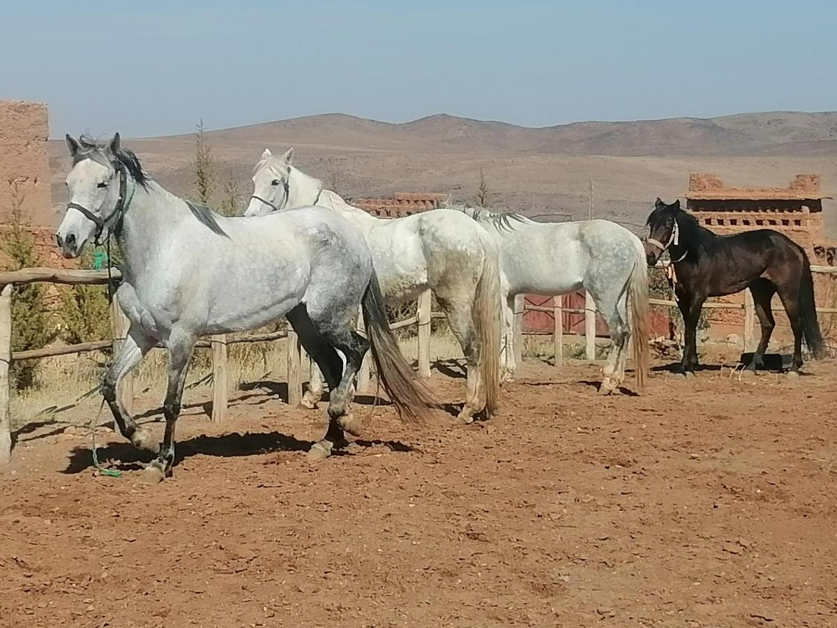 Dar Alfourssane Ferme D'Hote Ouarzazate Exteriör bild
