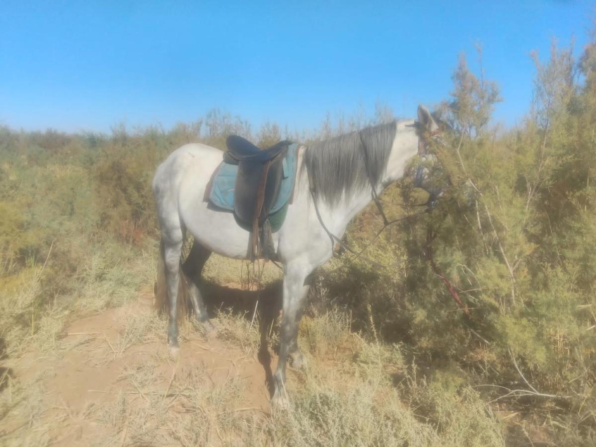 Dar Alfourssane Ferme D'Hote Ouarzazate Exteriör bild