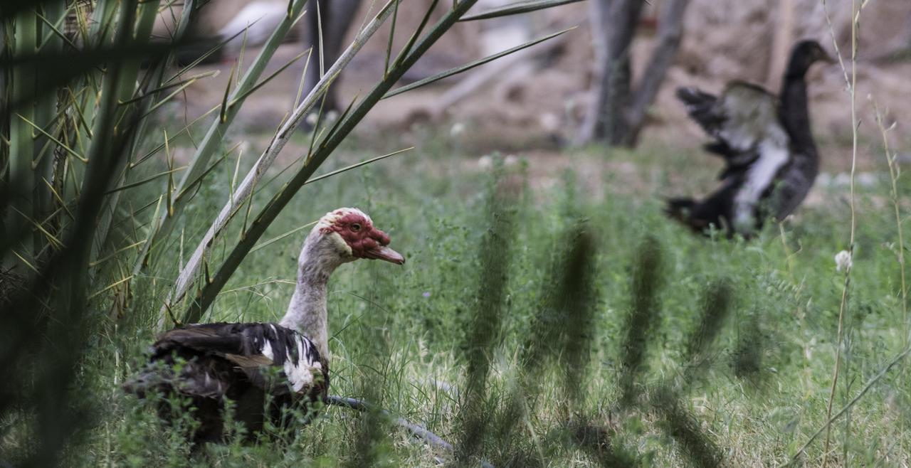 Dar Alfourssane Ferme D'Hote Ouarzazate Exteriör bild