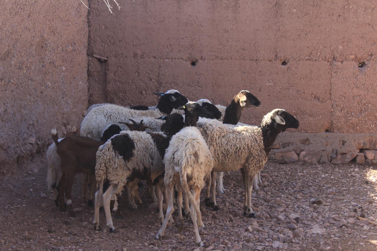 Dar Alfourssane Ferme D'Hote Ouarzazate Exteriör bild