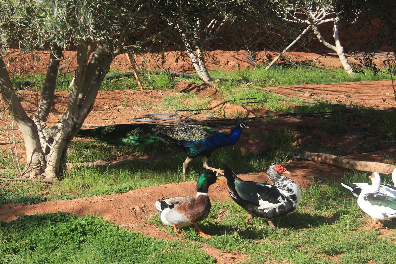 Dar Alfourssane Ferme D'Hote Ouarzazate Exteriör bild